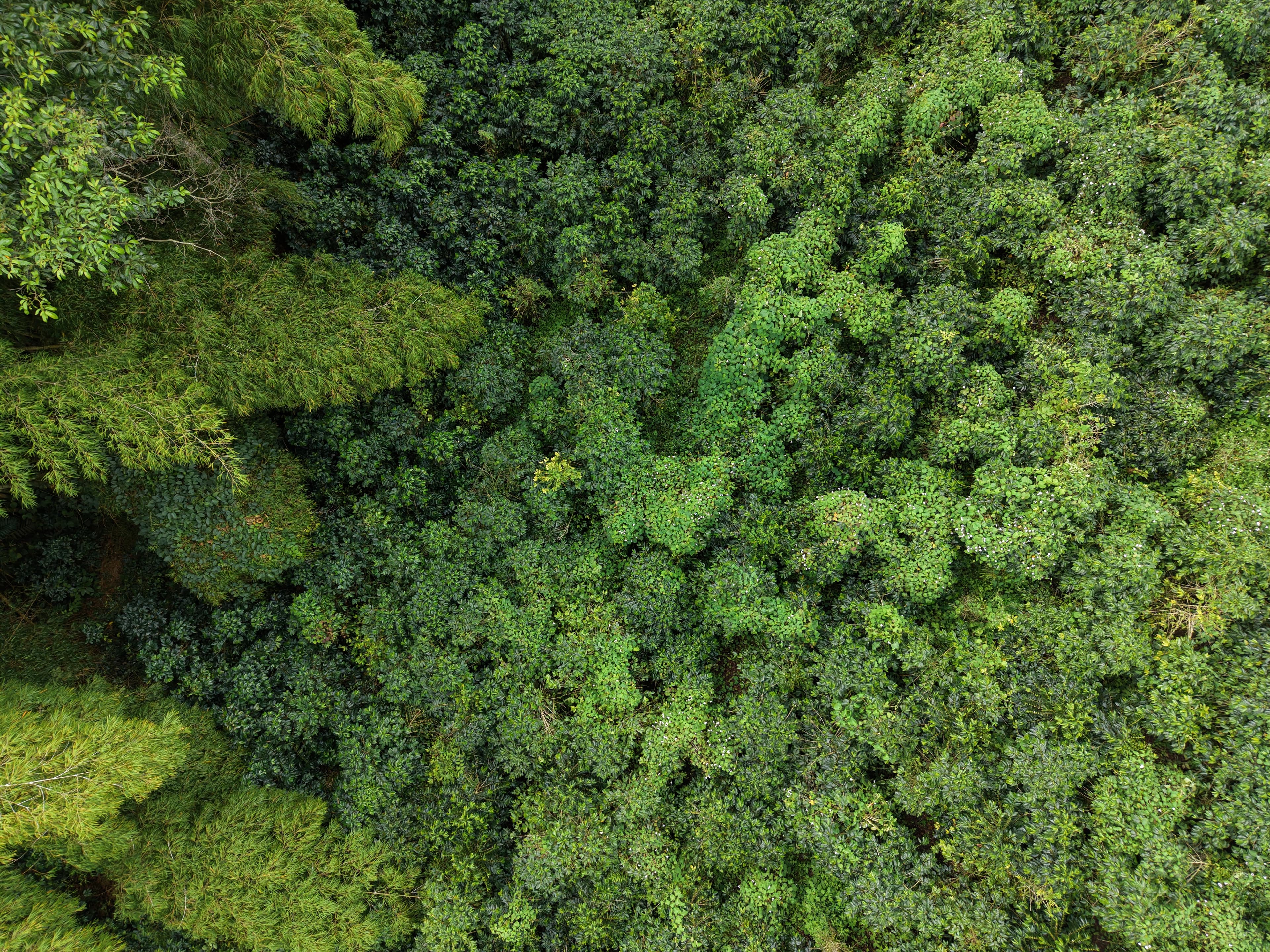 Coffee farm sunrise